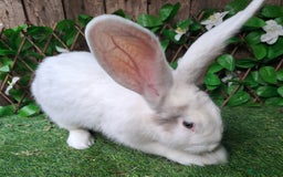 Continental Giant rabbits for sale: Super Stars Stud Service - Beautiful Proven Boys  - Image 6