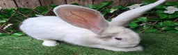 Continental Giant rabbits for sale: Super Stars Stud Service - Beautiful Proven Boys  - Advert 9