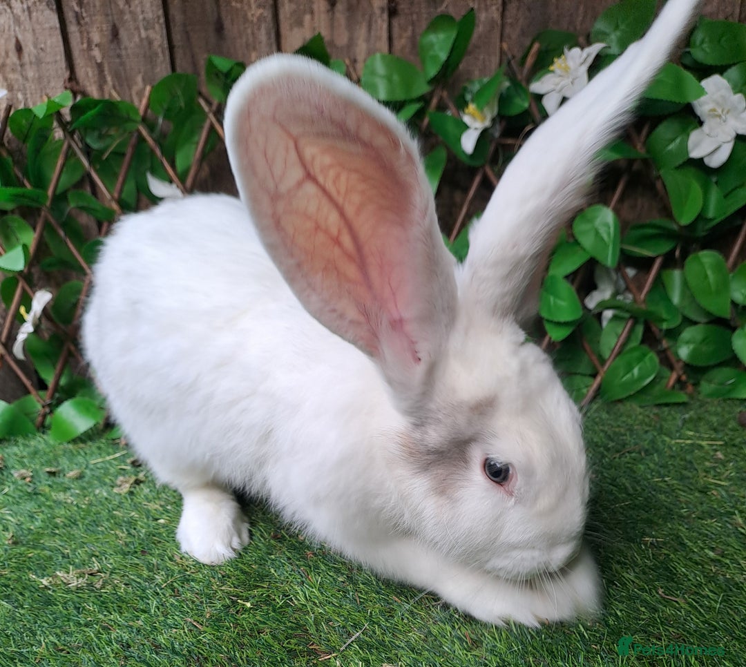 Continental Giant rabbits for sale: Super Stars Stud Service - Beautiful Proven Boys  - Image 6