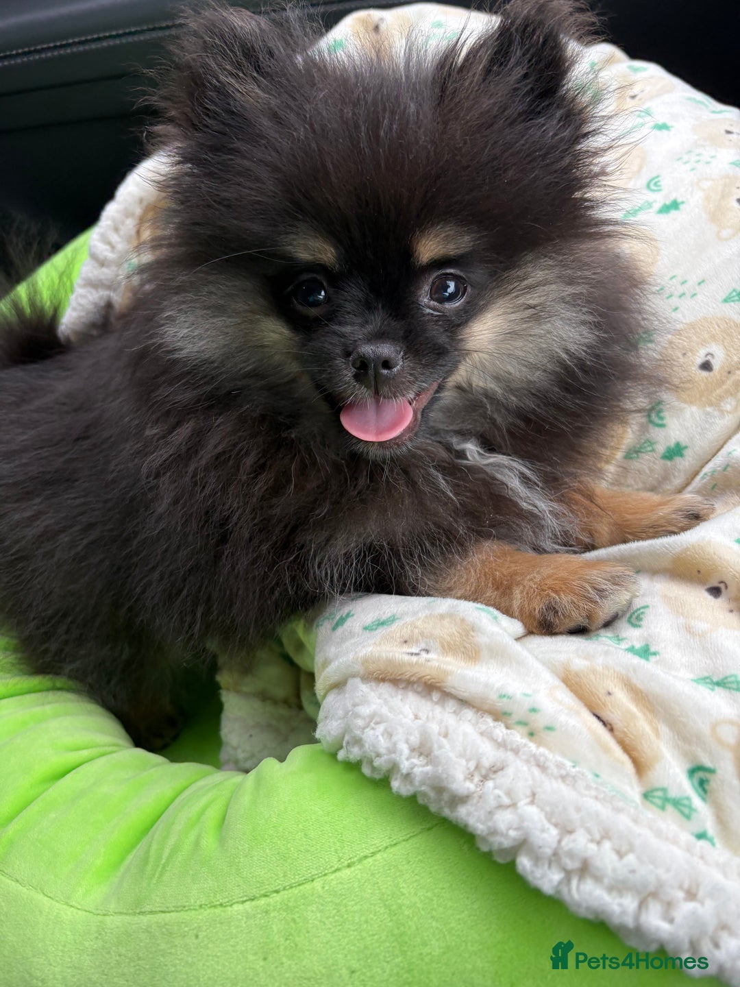 Pomeranian dogs for sale: Bear the tiny Pomeranian  - Image 13