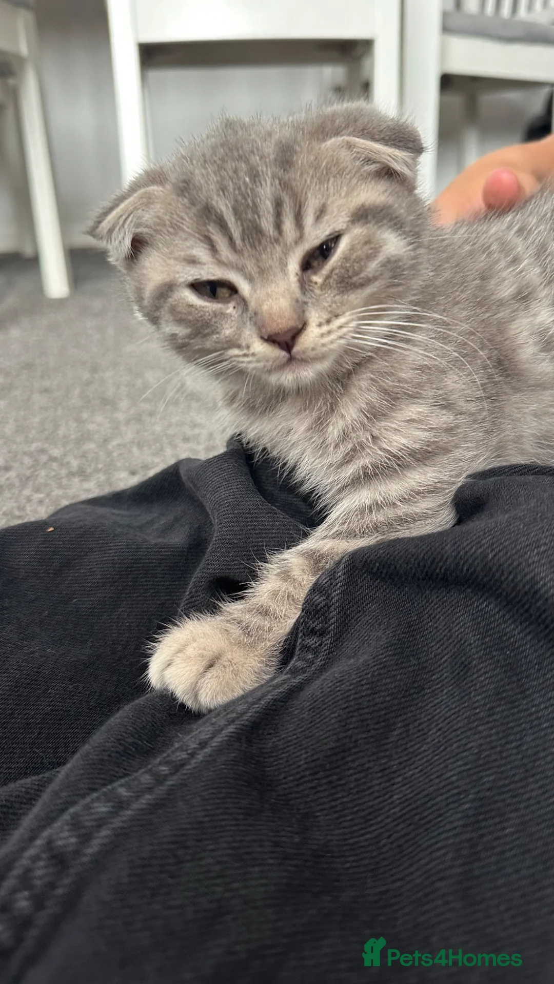 Mixed Breed cats for sale: Mixed breed Scottish Fold+British Shorthair  - Advert 2