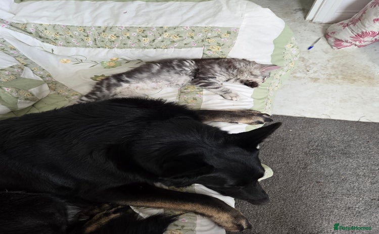 Maine Coon cats - Advert 7