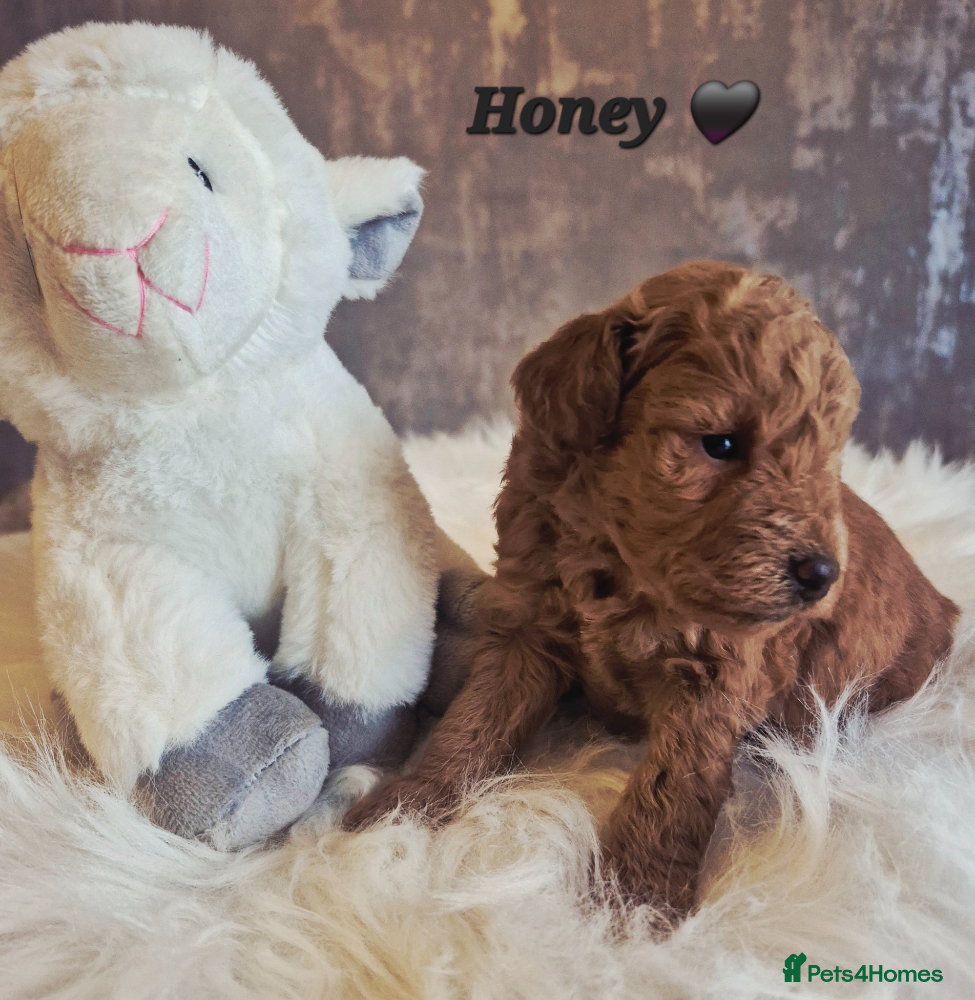 Cavapoo dogs F1B CAVAPOO PUPPIES EXTENSIVELY DNA HEALTH TESTED  - Advert 1