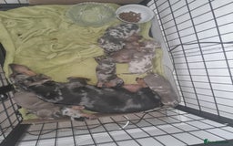 Miniature Dachshund dogs for sale: These 3 beautifull miniature dachshunds - Image 7