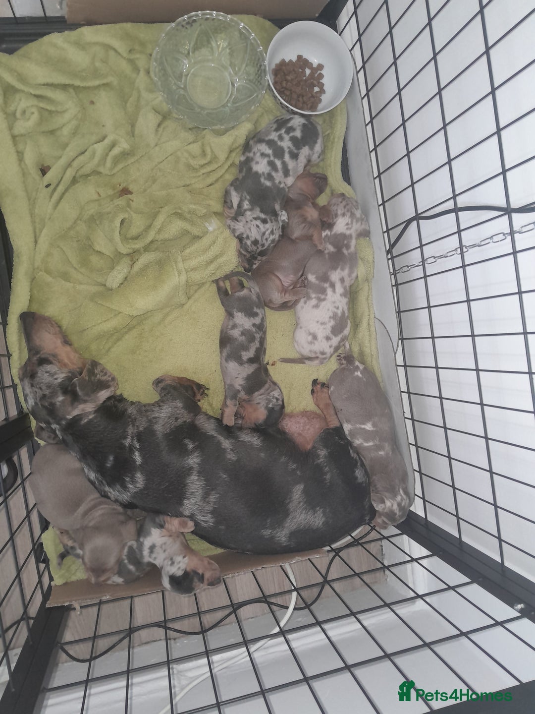 Miniature Dachshund dogs for sale: These 3 beautifull miniature dachshunds - Image 7