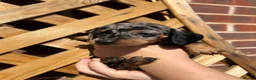 Dachshund dogs for sale: 7 beautiful dachshund puppies  - Advert 10