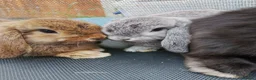 Mini Lop rabbits for sale: Pure mini lop Bunny ready from 12/06 - Advert 16