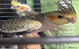 Cockatiels birds for sale: Baby cockatiels  - Image 4