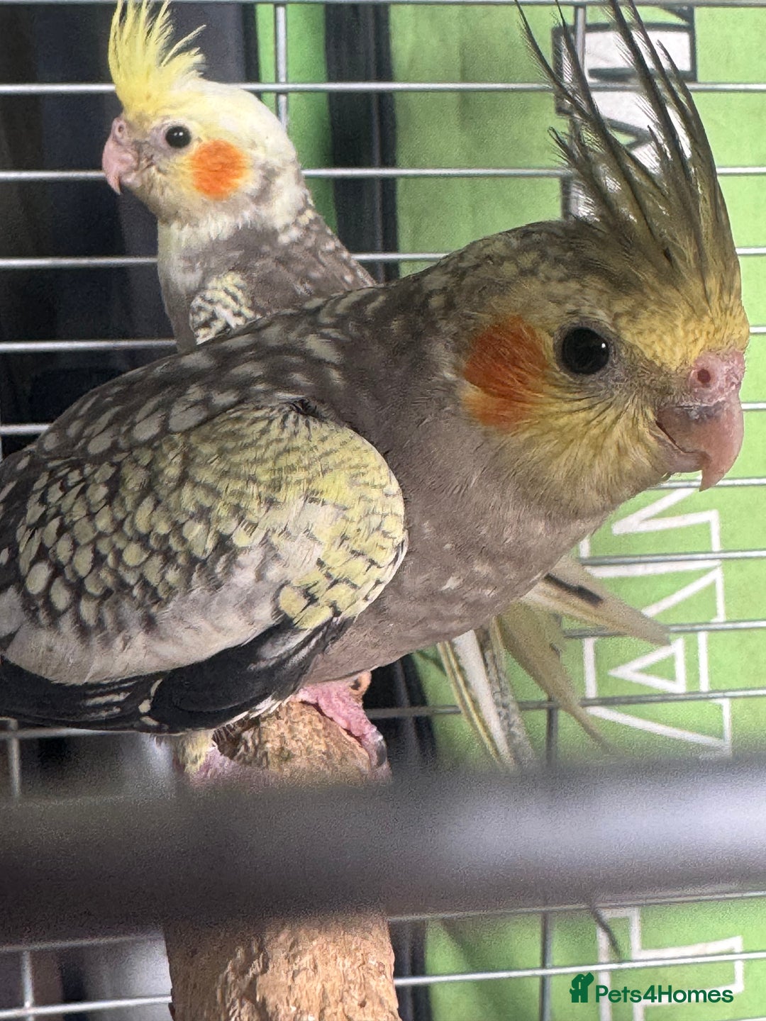 Cockatiels birds for sale: Baby cockatiels  - Image 4