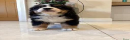 Bernese Mountain Dog dogs for sale: Bernese mountain puppies - Advert 7