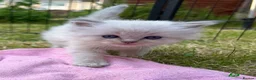 Ragdoll cats for sale: Ready to leave! 1 Blue boy Ragdoll kitten  - Advert 27