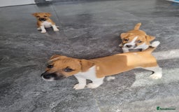 Mixed Breed dogs for sale: 💙 3 Beautiful Boys 💙 - Image 22