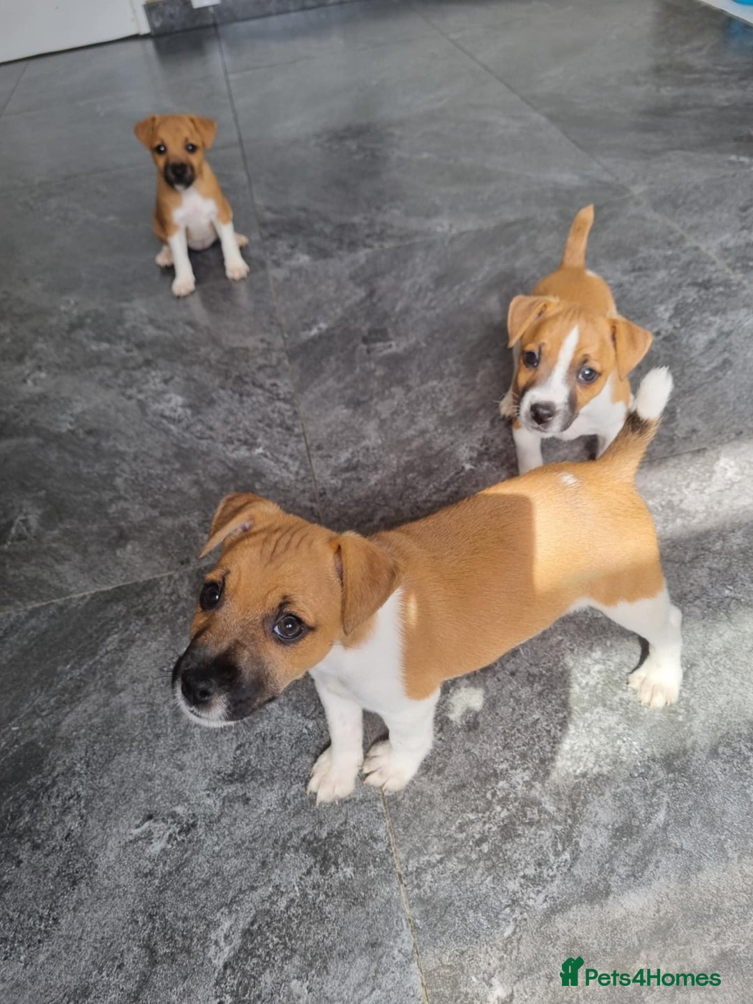 Mixed Breed dogs for sale: 💙 3 Beautiful Boys 💙 - Image 22