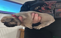 French Bulldog dogs for sale: French bulldog pups  - Image 4