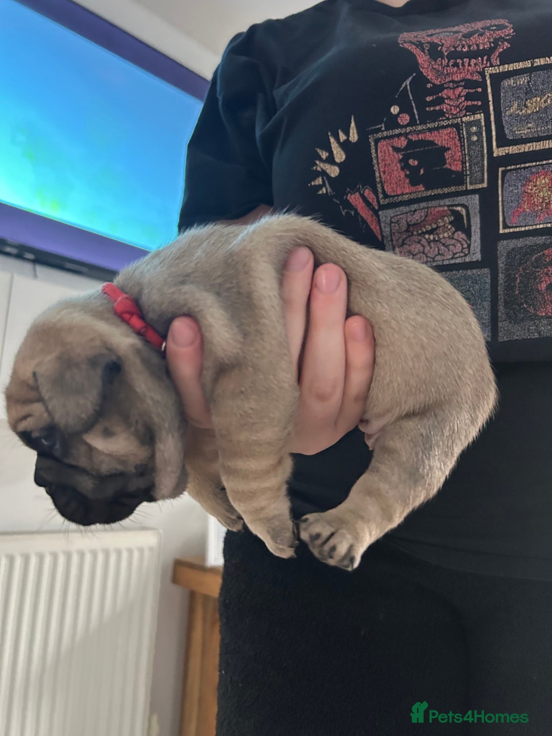 French Bulldog dogs for sale: French bulldog pups  - Image 4