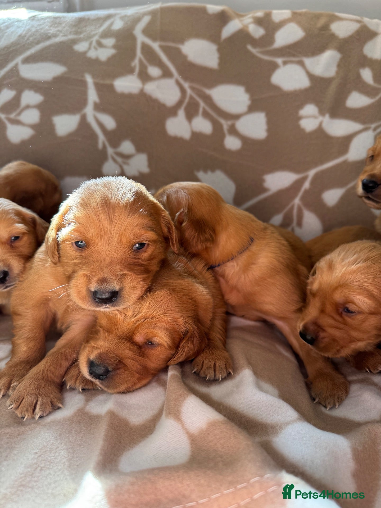 Golden Retriever dogs FOX RED KC  GOLDEN RETRIEVERS HEATH TESTED  - Advert 1