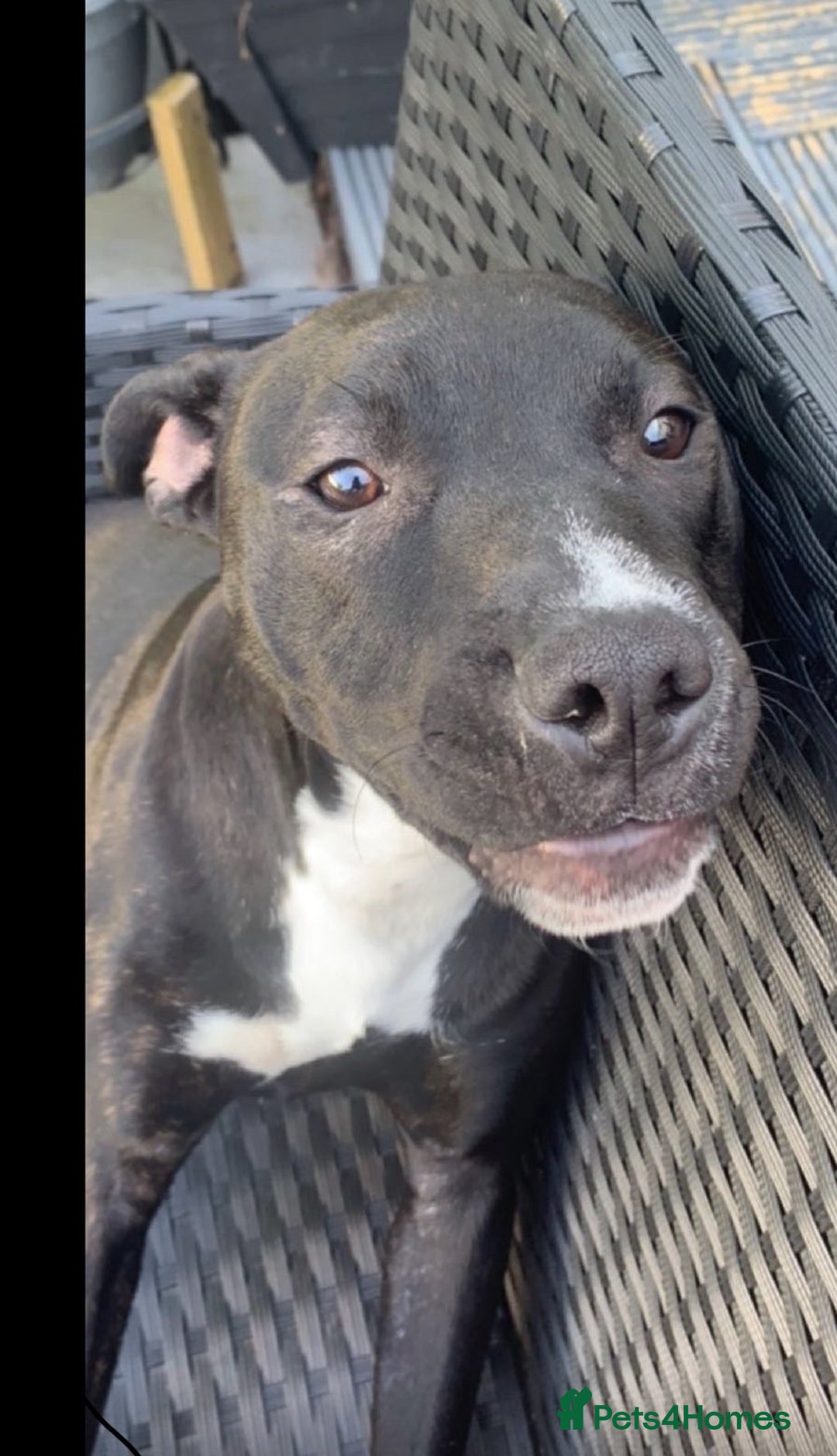 Staffordshire Bull Terrier dogs for sale: Maisie  - Advert 1