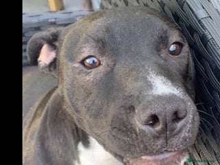 Staffordshire Bull Terrier dogs Maisie - Advert 2