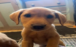 Labrador Retriever dogs for sale: Beautiful Labrador pup looking for home - Image 2