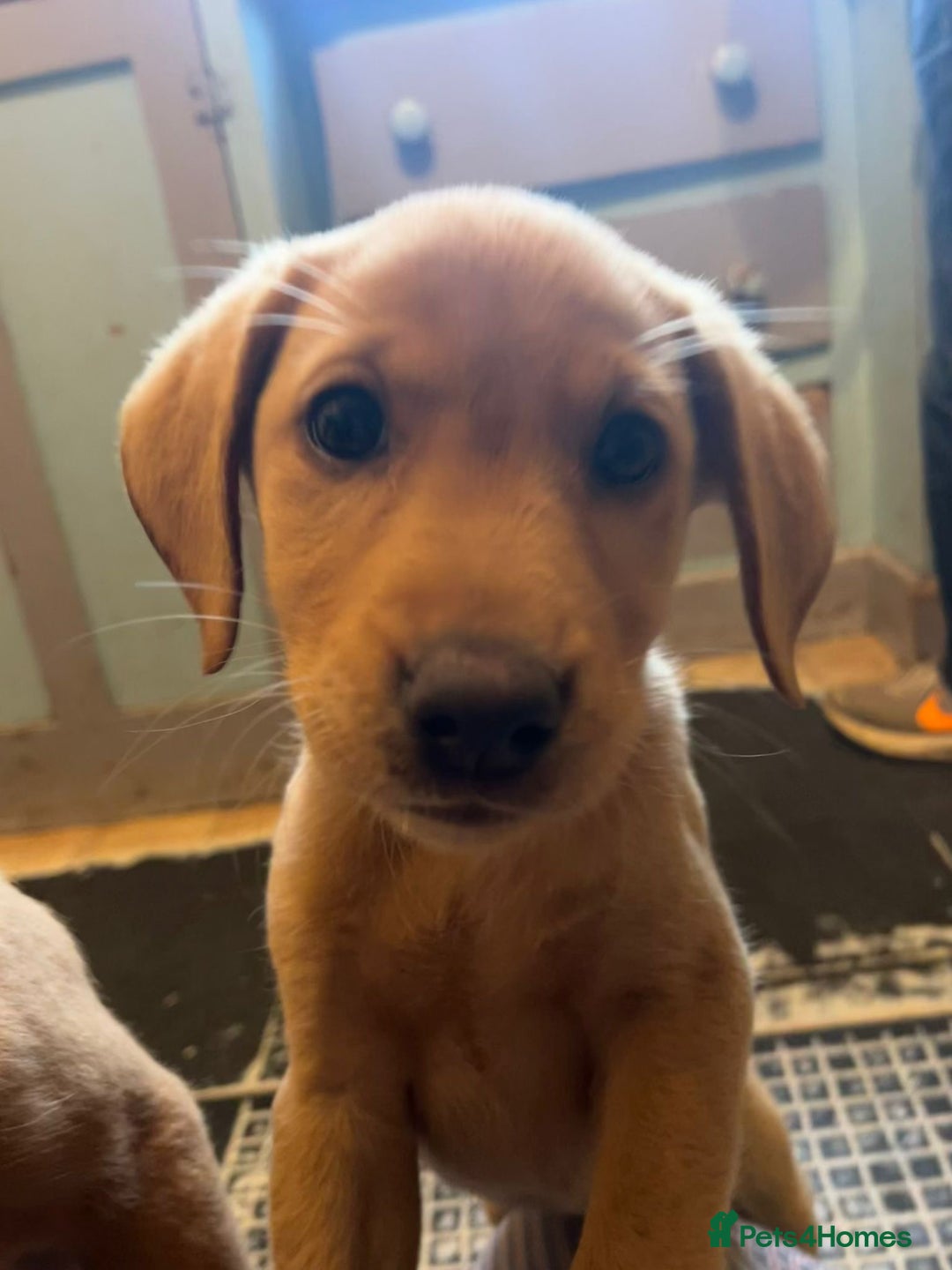 Labrador Retriever dogs for sale: Beautiful Labrador pup looking for home - Image 2