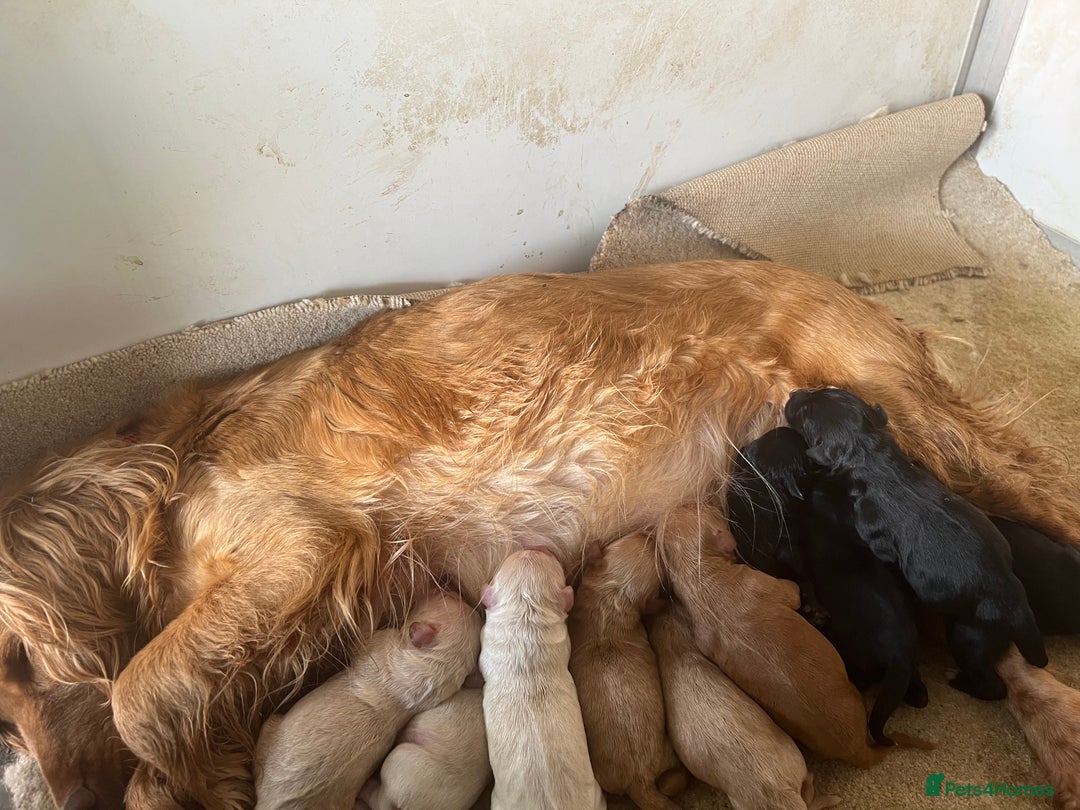 Cockapoo dogs for sale: F1 toy Cockerpoo  - Advert 2