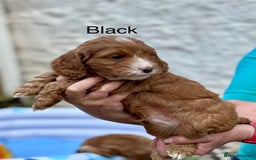 Cockapoo dogs for sale: F1 Toy Cockapoo’s in richest red ❤️ - Image 22
