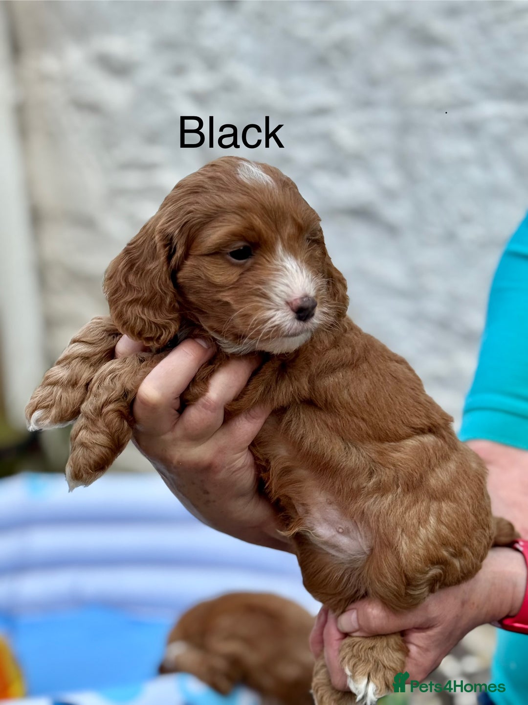 Cockapoo dogs for sale: F1 Toy Cockapoo’s in richest red ❤️ - Image 22