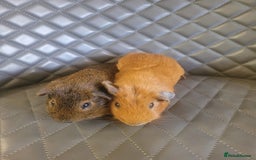 Guinea Pig rodents for sale: Beautiful Baby boy guinea pigs  - Image 6