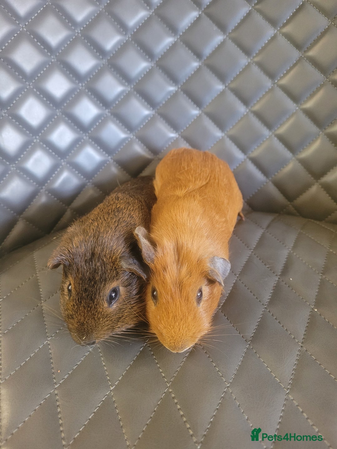 Guinea Pig rodents for sale: Beautiful Baby boy guinea pigs  - Image 6