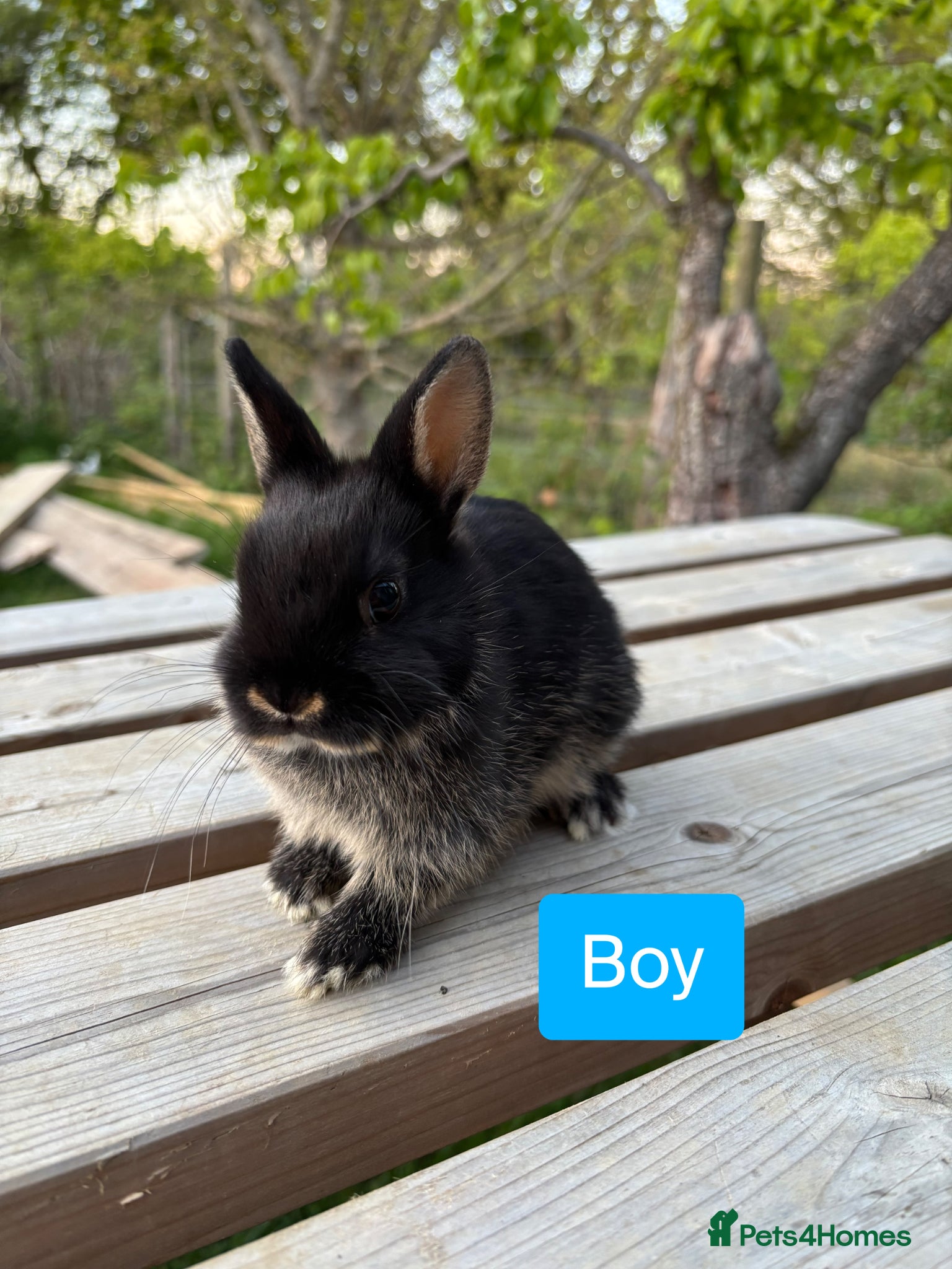 Netherland Dwarf rabbits Litter of netherland dwarf rabbits  - Advert 16