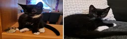 Mixed Breed cats for sale: Kittens for sale  in Gloucester - Advert 1