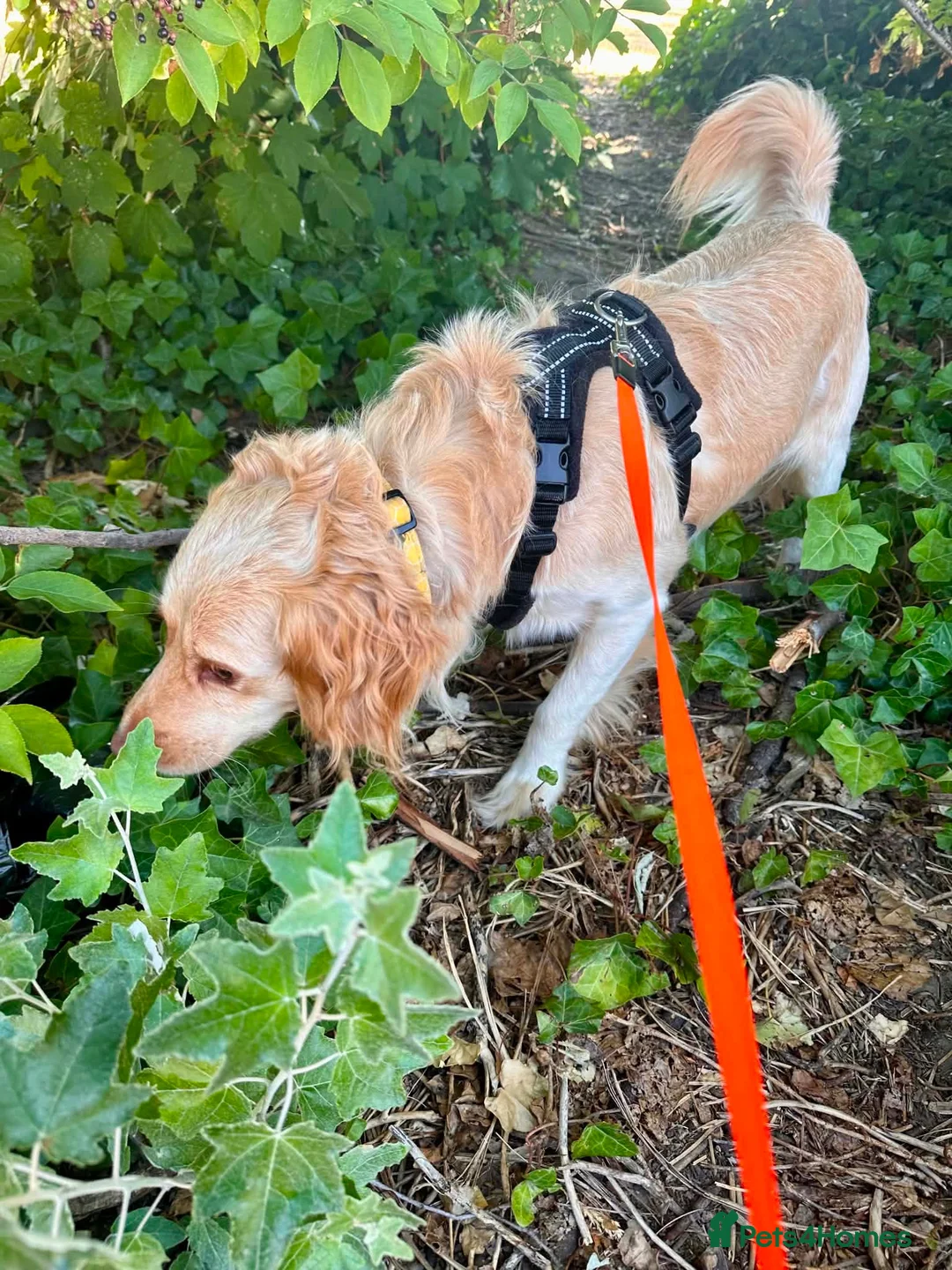 Cockapoo dogs for sale: Looking for forever family  - Advert 2