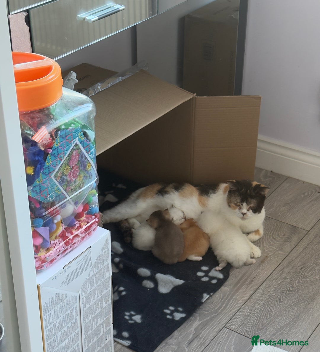 British Shorthair cats for sale: Quality British Shorthair kittens  - Image 17