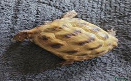 Tortoise reptiles for sale: 2 year old horsfield tortoise - Image 2