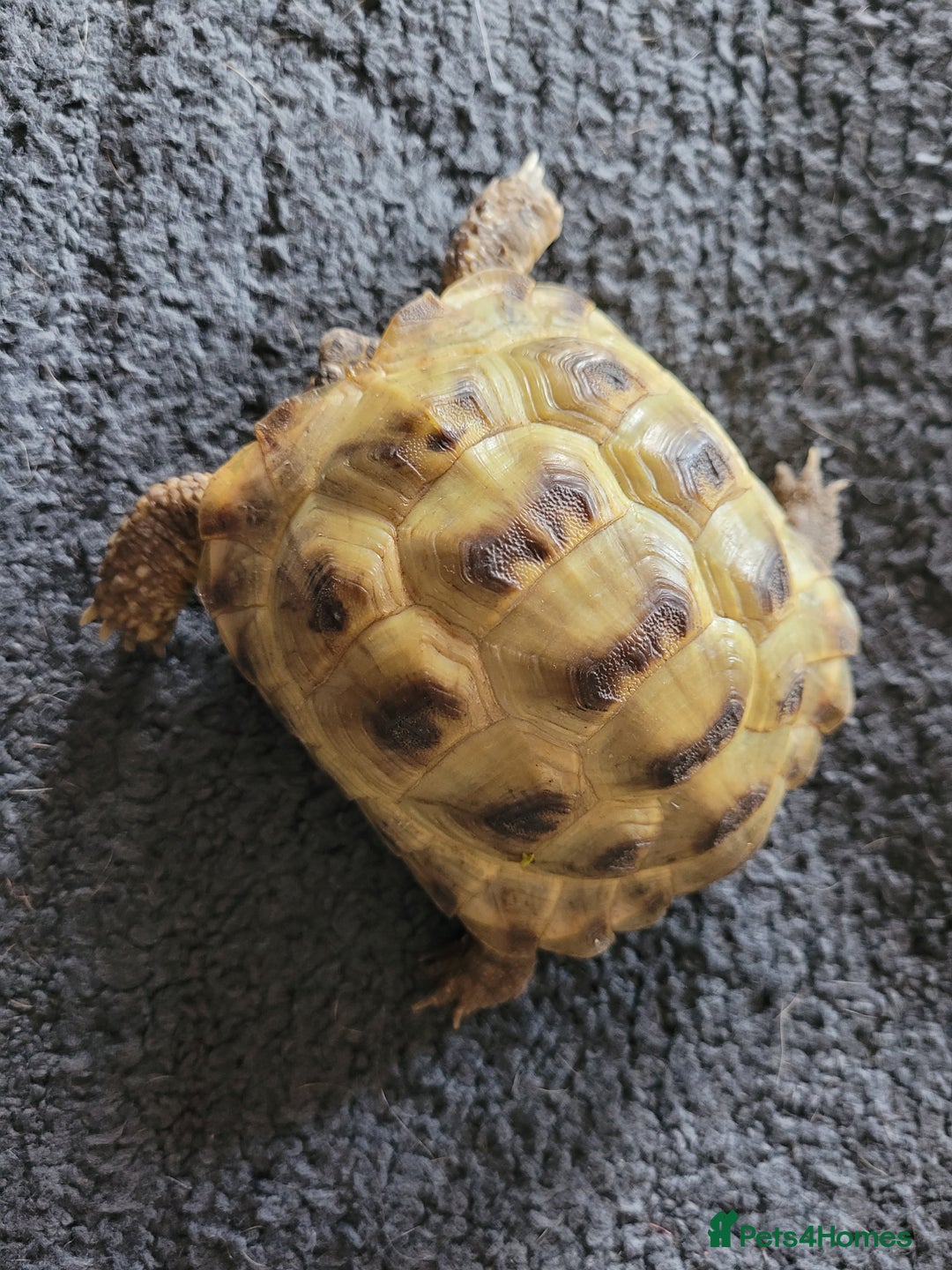 Tortoise reptiles for sale: 2 year old horsfield tortoise - Image 2