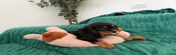 Cavalier King Charles Spaniel dogs for sale:     Puppies – Ready for Their Forever Homes - Advert 4