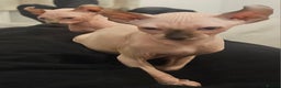 Sphynx cats for sale: X2 Female Sphynx Cats - Advert 2