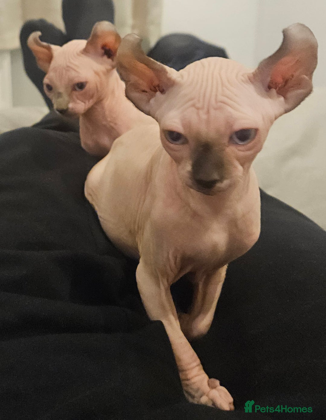 Sphynx cats for sale: X2 Female Sphynx Cats - Advert 2