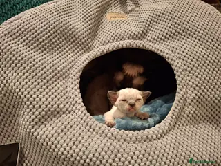 Devon Rex cats Devon Rex Kittens – FIFe Registered Pedigree - Advert 1