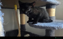 Mixed Breed cats for sale: Three lovely kittens are looking for forever home - Image 19