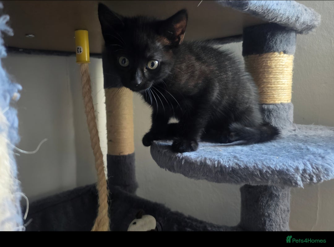 Mixed Breed cats for sale: Three lovely kittens are looking for forever home - Image 19