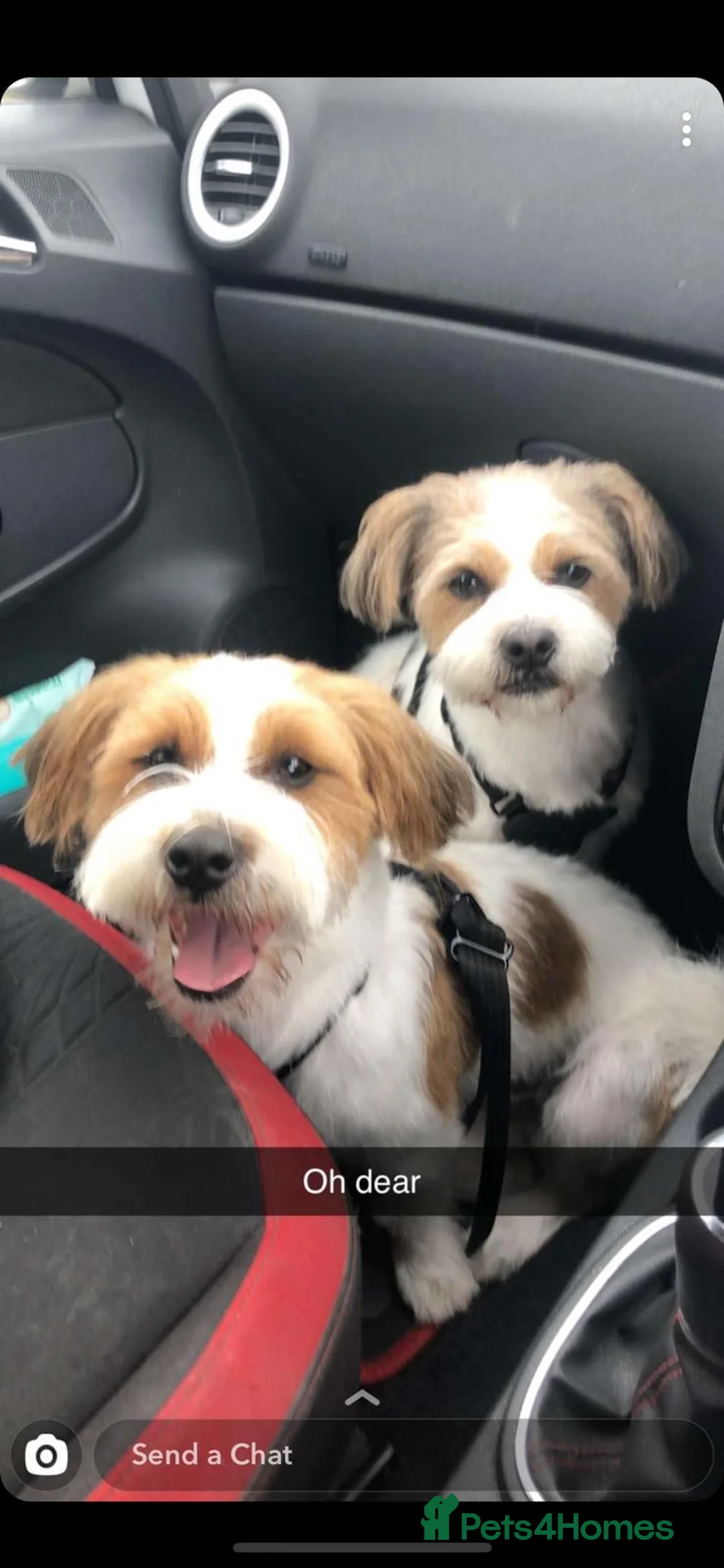 Mixed Breed dogs for sale: Jack Russell x Shih Tzu  - Advert 2