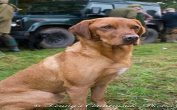 Labrador Retriever dogs for sale: Golden and fox red lab puppies ready to leave now - Image 16