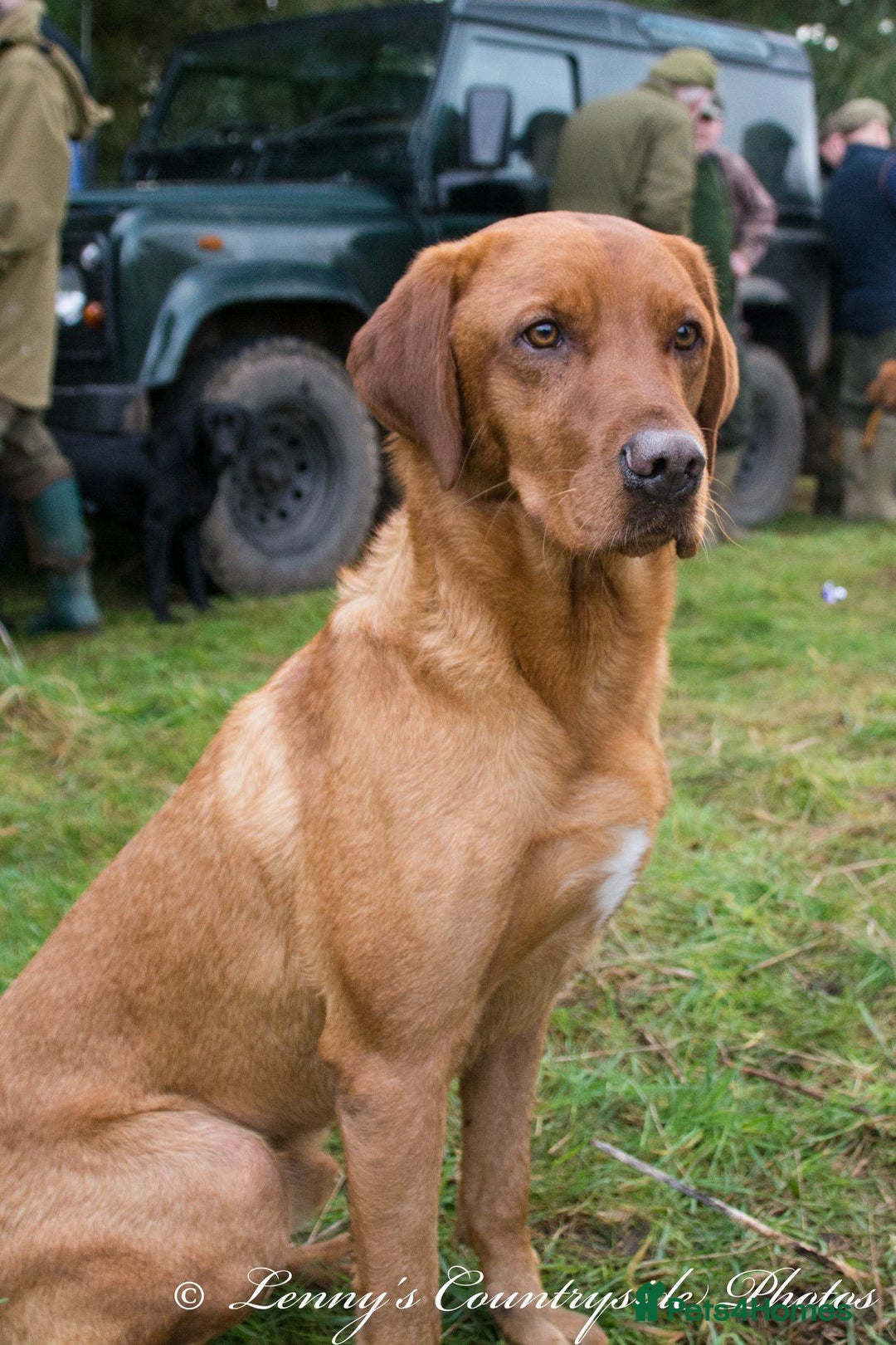 Labrador Retriever dogs for sale: Golden and fox red lab puppies ready to leave now - Image 16