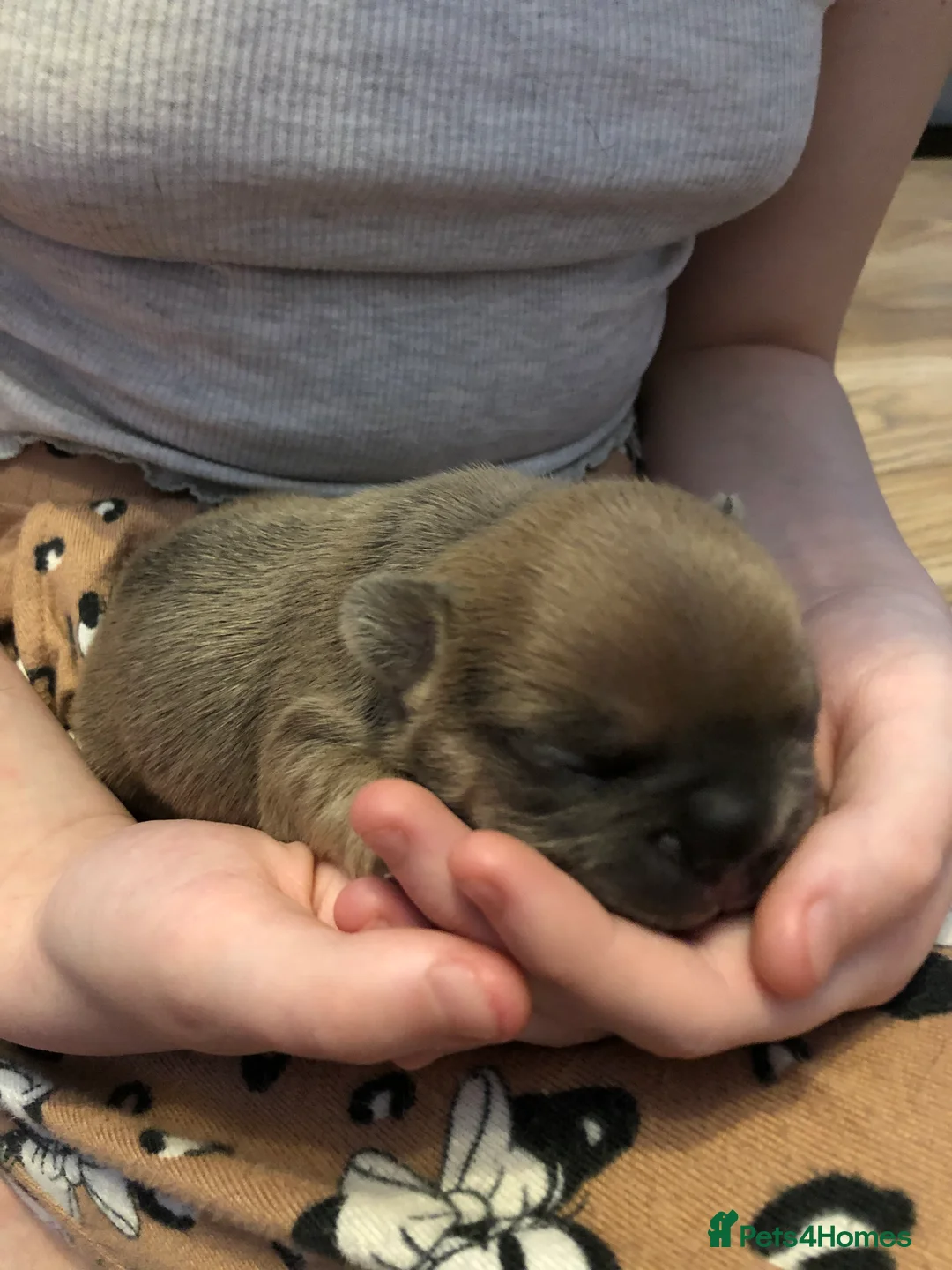 French Bulldog dogs for stud: 🇫🇷 French Bulldog For Stud  🇫🇷 in Croydon - Advert 14