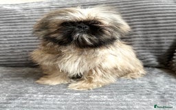 Mixed Breed dogs for sale: Beautiful Perkinese x female - Image 1