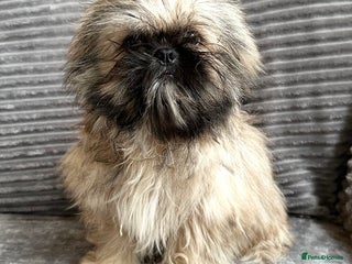 Mixed Breed dogs Beautiful Perkinese x female - Advert 6