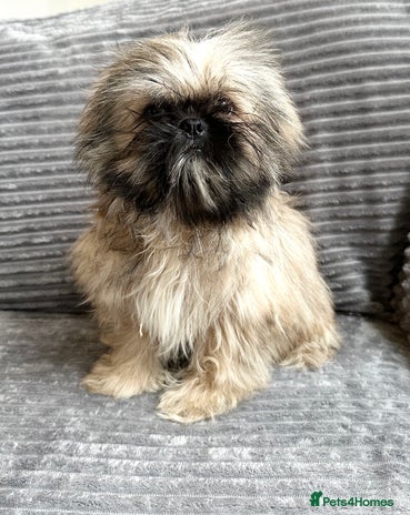 Mixed Breed dogs - Advert 1