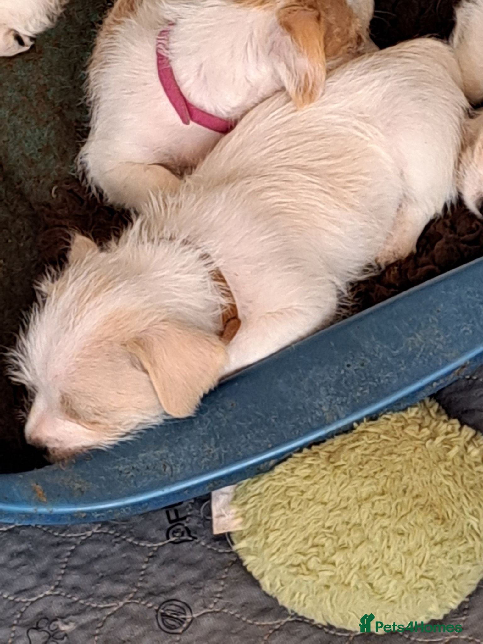 Mixed Breed dogs Jack russell cross pug/shih tzu - Advert 7