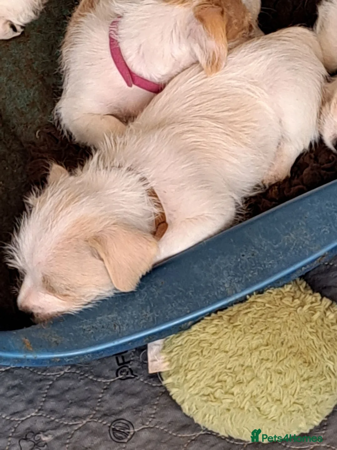 Mixed Breed dogs for sale: Jack russell cross pug/shih tzu - Advert 1